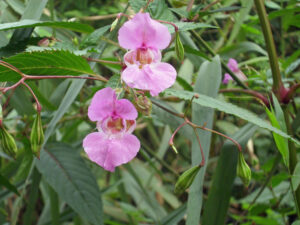 Flor Impatiens