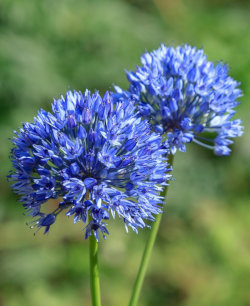 Flor da Essência Allium